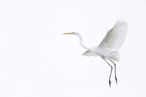 Great Egret (Ardea alba) flying, Baden-Wuerttemberg, Germany