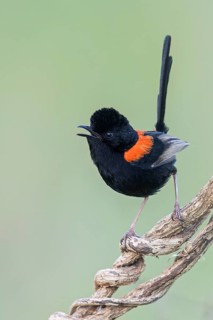 Red-backed Fairywren (Malurus melanocephalus) perched on a branch in eastern Australia