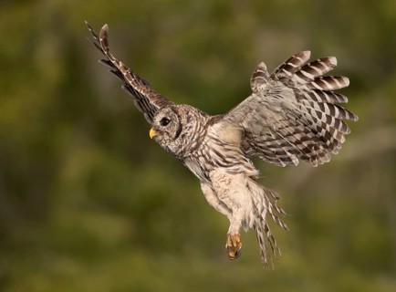 Barred Owl (Strix varia) flying, Florida, USA