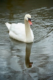 Mute swan (Cygnus olor), swimming in the lake, Bavaria, Germany
