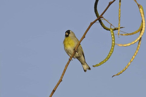 Lawrence's Goldfinch (Spinus lawrencei), Arizona, USA