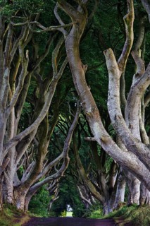 Famous avenue of beech trees, The Dark Hedges, tunnel avenue, mystical film set, film location for