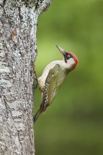 European Green Woodpecker (Picus viridis) male, Rhineland-Palatinate, Germany