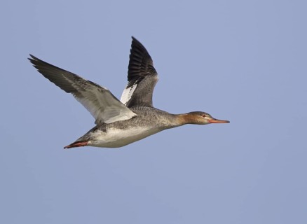 Red-breasted Merganser (Mergus serrator) female flying, Ohio, USA