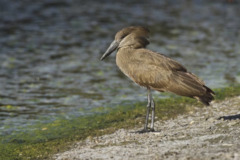 Hamerkop (Scopus umbretta), Botswana