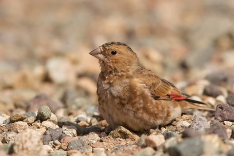 Eurasian Crimson-winged Finch (Rhodopechys sanguineus) male, Morocco