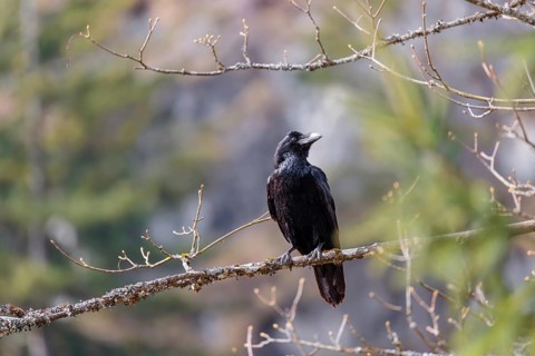 A common raven (Corvus corax) perches on a branch at the edge of a forest on a sunny spring day .