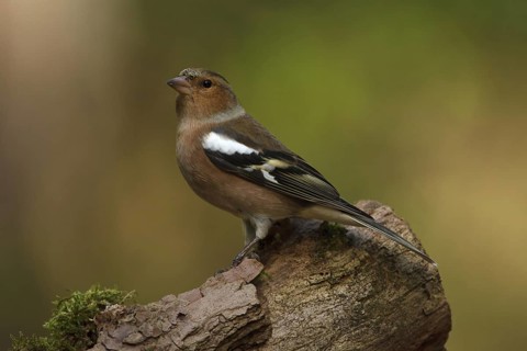 Common Chaffinch (Fringilla coelebs) male, Utrecht, Netherlands