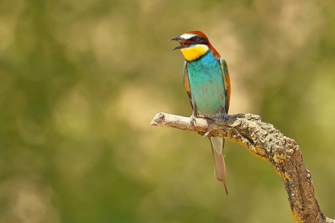 European bee-eater (Merops apiaster) sitting on a branch covered with green lichen, Lake Neusiedl,