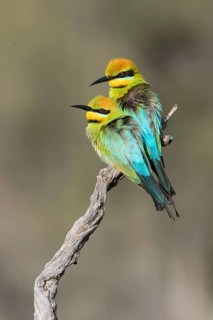 Rainbow Bee-eater (Merops ornatus) pair perched on a branch, South Australia, Australia