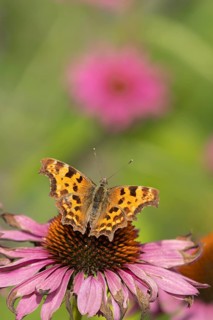 Comma butterfly (Polygonia c-album) adult insect feeding on a garden Coneflower flower in summer,