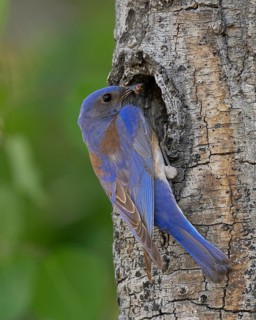 Western Bluebird (Sialia mexicana) at nest cavity in the Sierra Nevada mountains of California