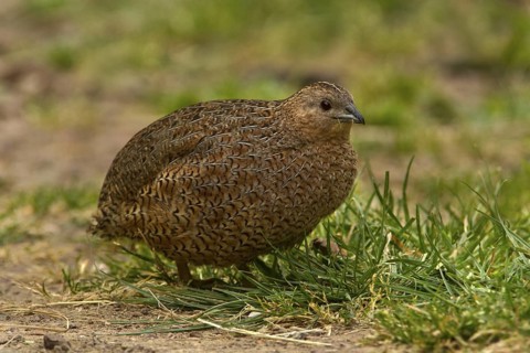 Brown Quail (Coturnix ypsilophora), Western Australia, Australia