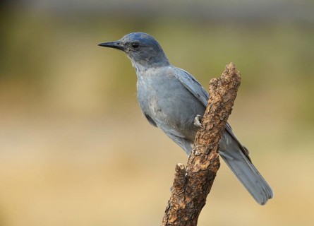 Pinyon Jay