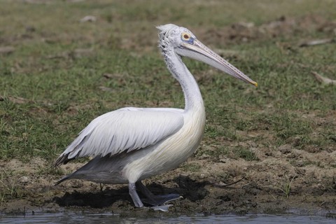 Spot-billed Pelican (Pelecanus philippensis), Sri Lanka