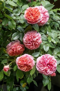 English shrub rose (Rosa), Emsland, Lower Saxony, Germany