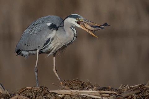 Grey Heron (Ardea cinerea) with fish prey in beak, Subotica, Serbia
