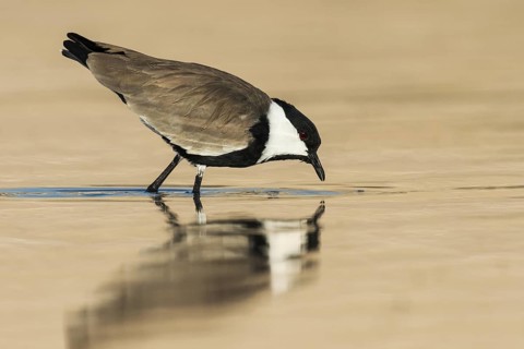 Spur-winged Lapwing (Vanellus spinosus) foraging, Eilat, Israel