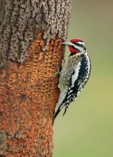 Yellow-bellied Sapsucker (Sphyrapicus varius) male, Texas, USA