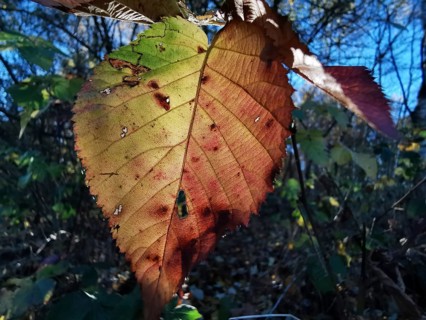 A leaf in autumn with green, brown and red hues in close-up, texture, Frankenwald nature park Park