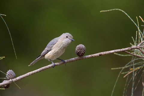 Rufous Whistler (Pachycephala rufiventris) female perched on a branch, Victoria, Australia