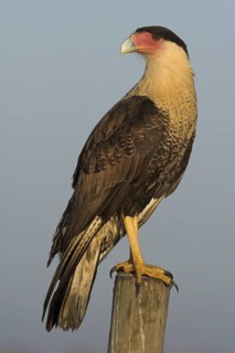 Northern Crested Caracara (Caracara cheriway), Florida, USA