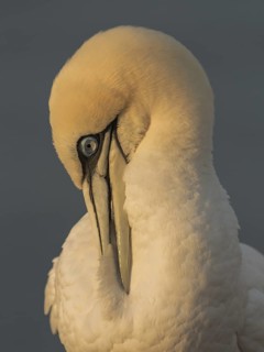 Northern Gannet (Morus bassanus) preening, Schleswig-Holstein, Germany