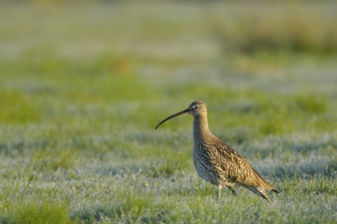 Grosser Brachvogel (Numenius arquata), Curlew, morgens, April, Muensterland, Nordrhein-Westfalen,
