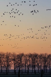 Greater White-fronted Goose (Anser albifrons) flock flying, North Rhine-Westphalia, Germany