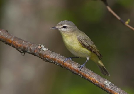 Philadelphia Vireo (Vireo philadelphicus), Ontario, Canada