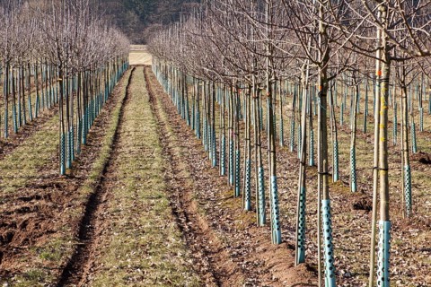Tree nursery, Germany