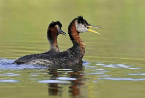 Red-necked Grebe (Podiceps grisegena), Alberta, Canada
