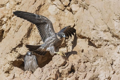 Sooty Falcon (Falco concolor) juveniles at nest, Eilat, Israel