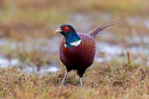 Fasan, Common Pheasant, Pheasant, Ring-necked Pheasant, Phasianus colchicus, Faisan de Colchide,
