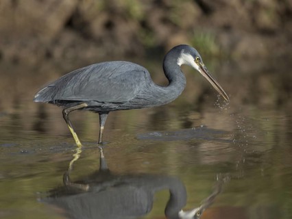 Western Reef Heron (Egretta gularis) foraging, Gambia