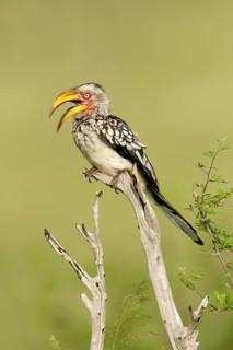 Geelsnaveltok met snavel open, Southern Yellow-Billed Hornbill with beak open