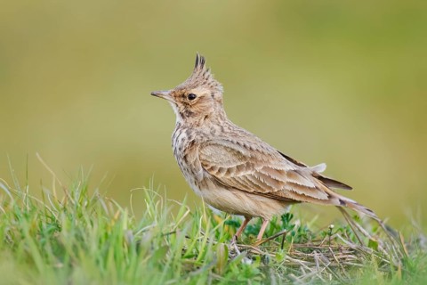 Haubenlerche, Galerida cristata Crested lark, Galerida cristata