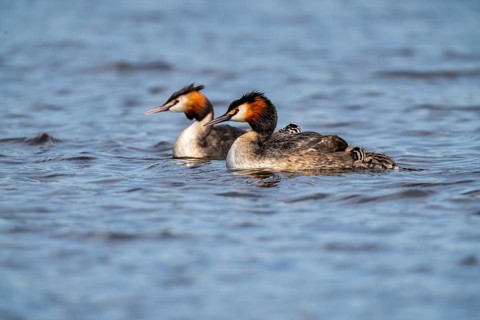 Great Crested Grebe (Podiceps Scalloped ribbonfish), pair with chicks on their backs, Vulkaneifel,