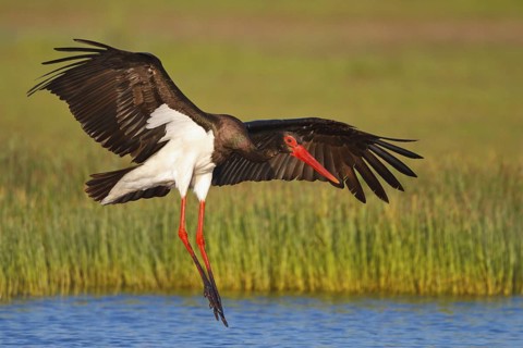 Black Stork (Ciconia nigra) flying, Greece
