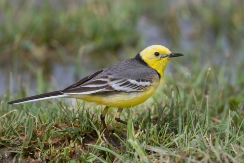 Citrine Wagtail - Zitronenstelze - Motacilla citreola ssp. citreola, Kazakhstan