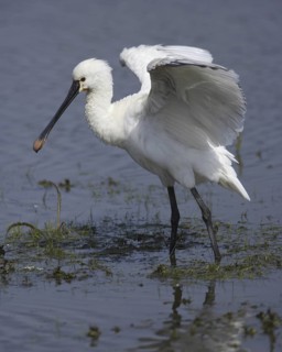 Eurasian Spoonbill (Platalea leucorodia), Schleswig-Holstein, Germany