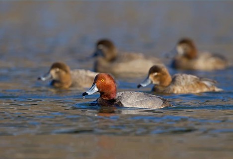 Redhead (Aythya americana) flock, Ohio, USA