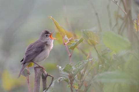 Marsh Warbler (Acrocephalus palustris) male singing, North Rhine-Westphalia, Germany