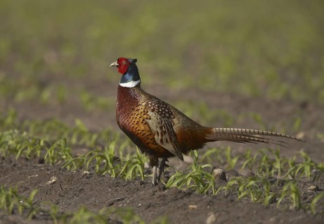 Common Pheasant (Phasianus colchicus) male, Schleswig-Holstein, Germany