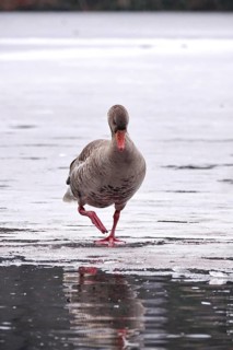 Grey goose on a frozen lake, winter, Germany