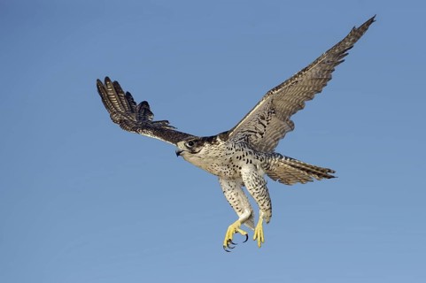 Gyrfalcon (Falco rusticolus) flying, Florida, USA