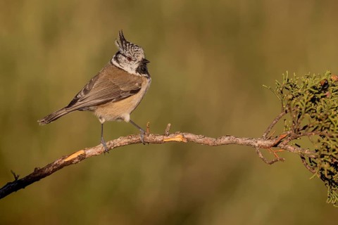 Crested Tit (Parus cristatus), Spain
