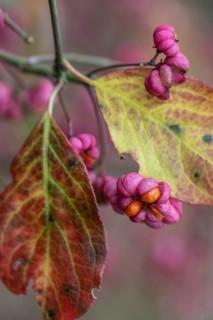 Peacock, spindle bush (Euonymus europaeus), fruit stand, Emsland, Lower Saxony, Germany