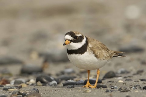 Common Ringed Plover (Charadrius hiaticula), Schleswig-Holstein, Germany