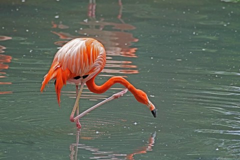 Flamingo (Phoenicopterus ruber), Cuban flamingo, captive, Münster, North Rhine-Westphalia, Germany